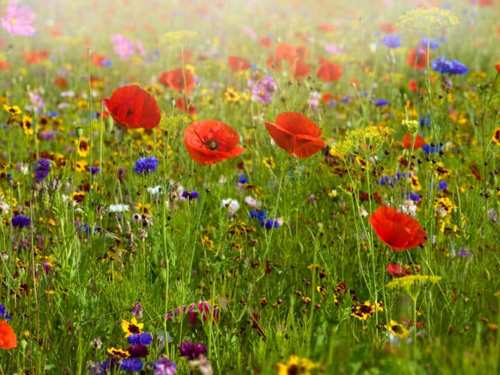 Bilden föreställer en blomsteräng med en mängd olika blommor, inklusive röda vallmo, blå blommor och ...