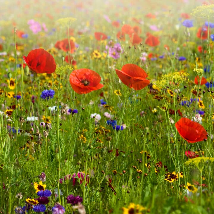 Bilden föreställer en blomsteräng med en mängd olika blommor, inklusive röda vallmo, blå blommor och ...